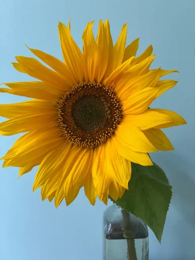 Sonnenblume aus Oktober